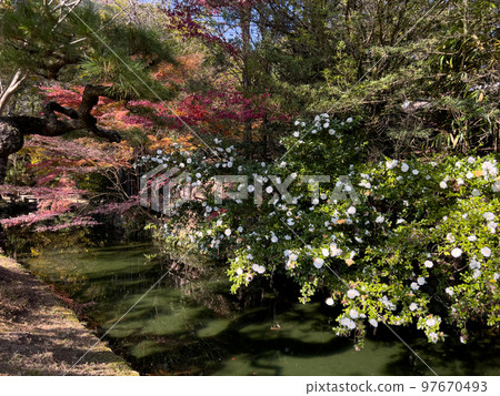 Ritsurin Park in early winter (early December, sasanqua) 97670493