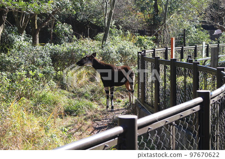 Okapi Zoo Yokohama City Kanagawa Prefecture 97670622