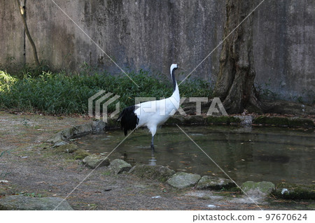 神奈川縣橫濱市丹頂鶴動物園 神奈川縣橫濱市丹頂鶴動物園 97670624