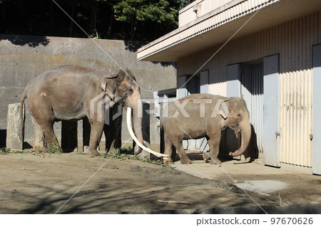 神奈川縣橫濱市印度大象動物園 神奈川縣橫濱市印度大象動物園 97670626