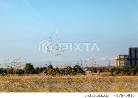 Autumn field in the evening Autumn field in the evening 97670916
