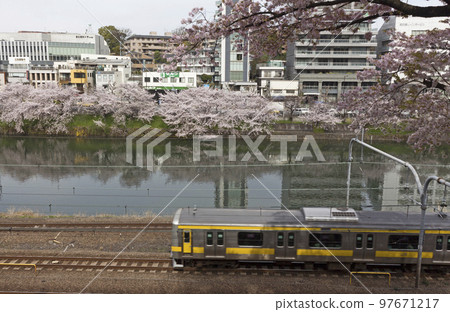 Landscape image of cherry blossoms blooming in the city Landscape image of cherry blossoms blooming in the city 97671217