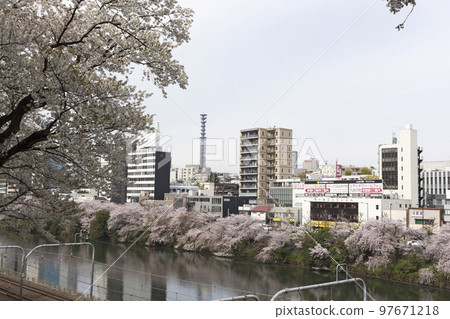 Landscape image of cherry blossoms blooming in the city 97671218