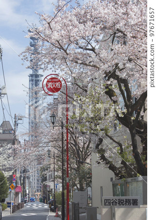 Image of cherry blossoms blooming in the city Image of cherry blossoms blooming in the city 97671657