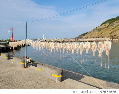 Scenery of squid drying in the sea breeze on the beach of Jeju Island Scenery of squid drying in the sea breeze on the beach of Jeju Island 97671676