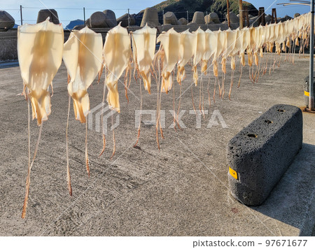 Scenery of squid drying in the sea breeze on the beach of Jeju Island Scenery of squid drying in the sea breeze on the beach of Jeju Island 97671677