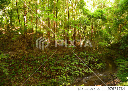 Jingashita Valley of the remaining forest and stream in Yokohama 97671784