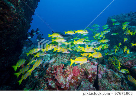 Ogasawara A school of red snapper 97671903