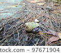 Purple hermit crab on Aka Island, Kerama Islands, Okinawa Prefecture 97671904