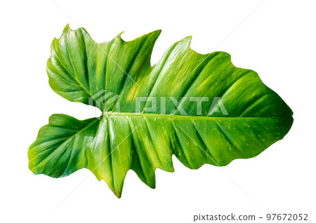 Philodendron Golden Dragon plant on white background, isolate 97672052