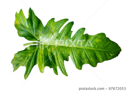 Philodendron Golden Dragon plant on white background, isolate 97672053