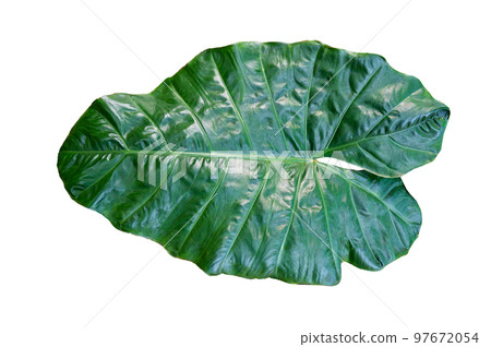 leaves on a white background isolate 97672054