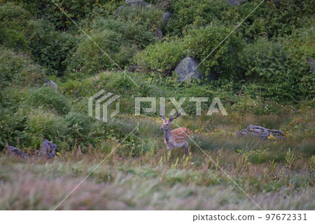在 Shirakudake 避難所小屋附近看到的北海道鹿 97672331