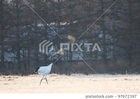 丹頂鶴 丹頂鶴 97672397