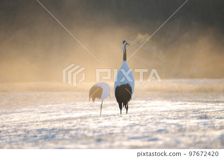 丹頂鶴 丹頂鶴 97672420