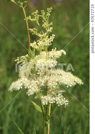 Curative meadowsweet flower white blooming 97672719