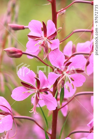 Beautiful curative fireweed flower pink blooming 97672735