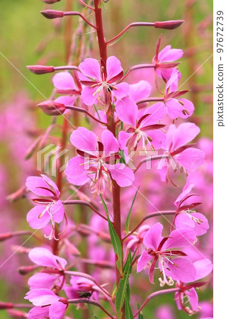 Beautiful curative fireweed flower pink blooming Beautiful curative fireweed flower pink blooming 97672739