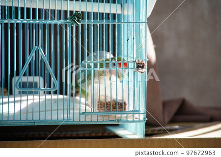 Small animals Small animals 97672963