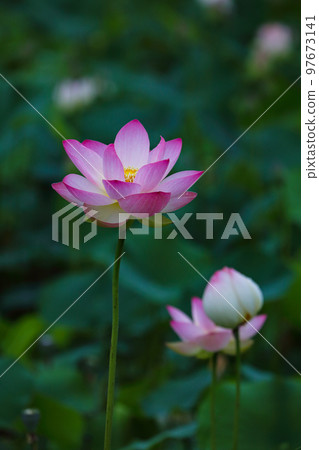 蓮花 97673141