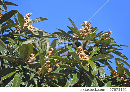 Flower of loquat Flower of loquat 97673161