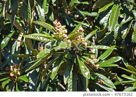 Flower of loquat 97673162