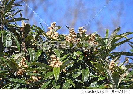 Flower of loquat 97673163