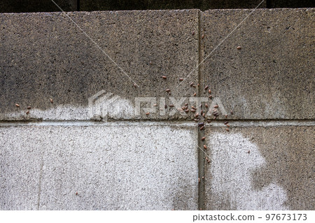 Block wall with pill bugs stuck to it 97673173