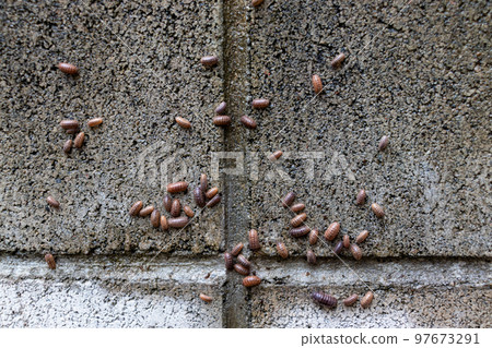 A lot of pillbugs on a wet block wall 97673291