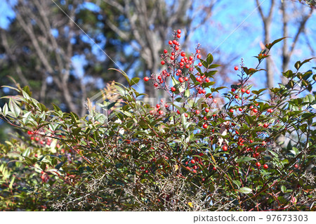 南天(南天) 南天(南天) 97673303