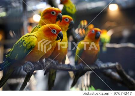 The mini parrot bird on stick tree The mini parrot bird on stick tree 97674247