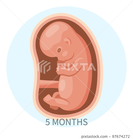 Embryo in the womb, fifth month. Development and growth of the fetus during pregnancy, monthly stage. Illustration, vector. 97674272