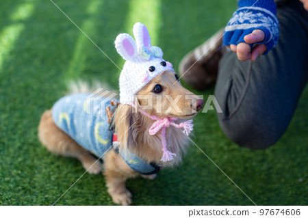Dachshund relaxing in the garden Rabbit year headgear 97674606