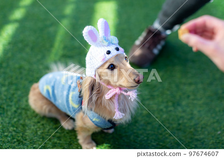 臘腸犬在花園裡放鬆兔年頭飾 臘腸犬在花園裡放鬆兔年頭飾 97674607