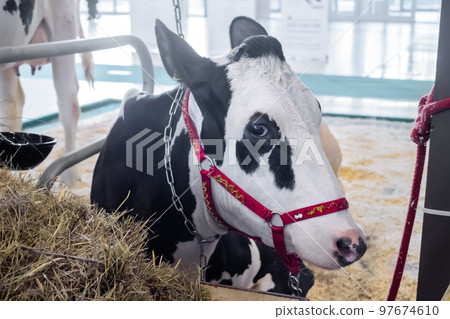 Portrait of black and white cow resting and looking around at exhibition Portrait of black and white cow resting and looking around at exhibition 97674610