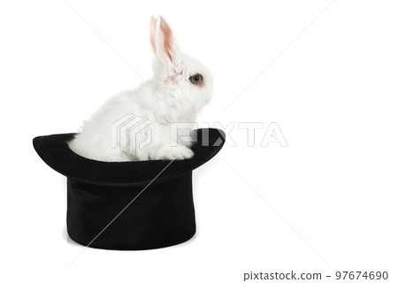Little white rabbit Little white rabbit 97674690