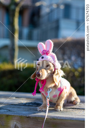 A dachshund sitting in a park Rabbit headgear A dachshund sitting in a park Rabbit headgear 97674703