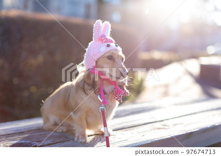 A dachshund sitting in a park Rabbit headgear 97674713