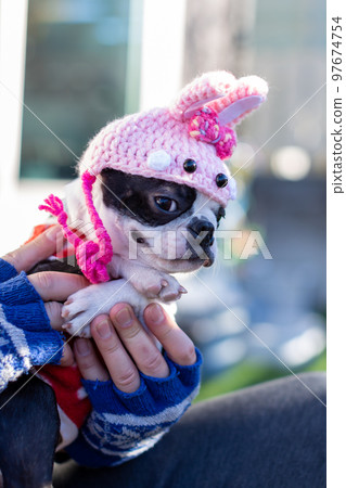 波士頓梗犬在兔年頭飾的花園裡放鬆 97674754