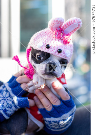 Boston terrier relaxing in the garden Year of the Rabbit headgear Boston terrier relaxing in the garden Year of the Rabbit headgear 97674755