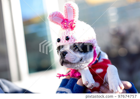 波士頓梗犬在兔年頭飾的花園裡放鬆 波士頓梗犬在兔年頭飾的花園裡放鬆 97674757