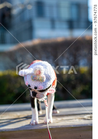 Boston Terrier posing in the park Rabbit year headgear Boston Terrier posing in the park Rabbit year headgear 97674778