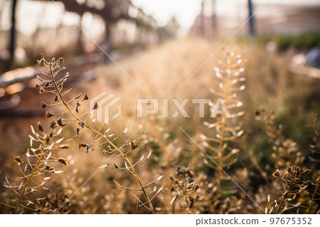 卓蘭鎮果園旁路邊小草 97675352