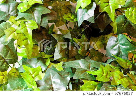 Leaves Leaves 97676037