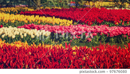 Emirgan Park, Istanbul Emirgan Park, Istanbul 97676080