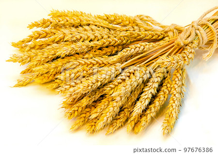Wheat Wheat 97676386