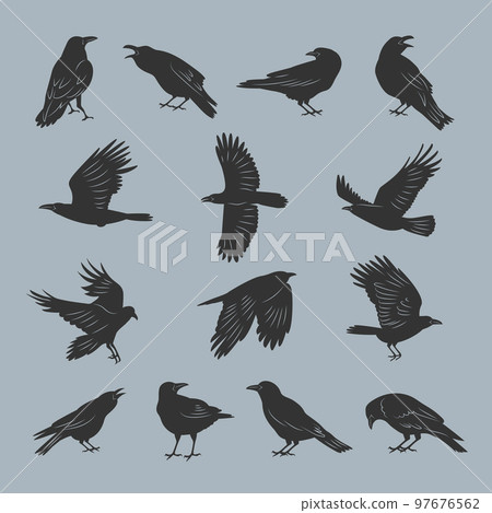 Crow silhouettes. Flying dark mystical ghotic birds with feathers recent vector illustrations set Crow silhouettes. Flying dark mystical ghotic birds with feathers recent vector illustrations set 97676562
