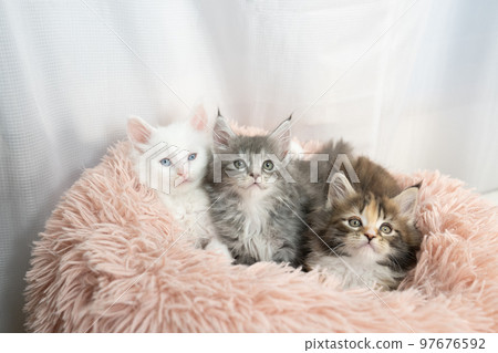 三隻小貓在床上 三隻小貓在床上 97676592