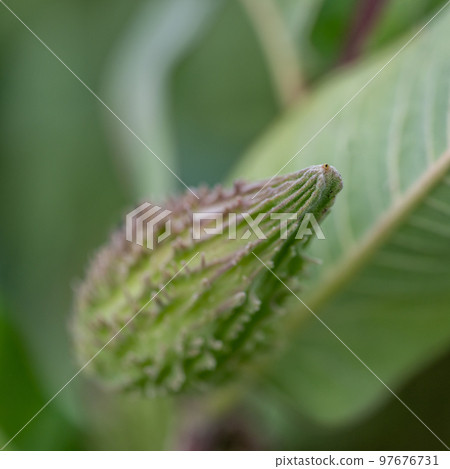 Selective focus on an unopened milkweed follicle seed pod in the fall. Selective focus on an unopened milkweed follicle seed pod in the fall. 97676731