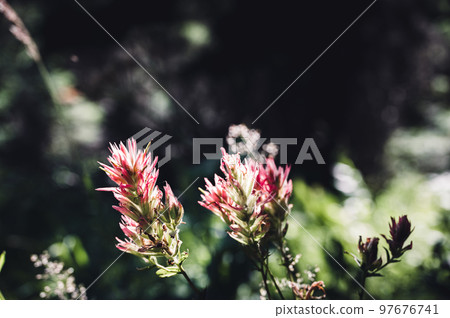 Indian paintbrush flowers along a mountain trail in Glacier National Park, Montana. Indian paintbrush flowers along a mountain trail in Glacier National Park, Montana. 97676741